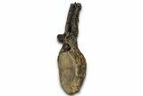 Fossil Sauropod (Apatosaurus) Vertebra - Bone Cabin Quarry #358789-4